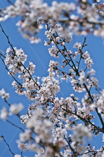 flower,blossom,plant,식물,꽃