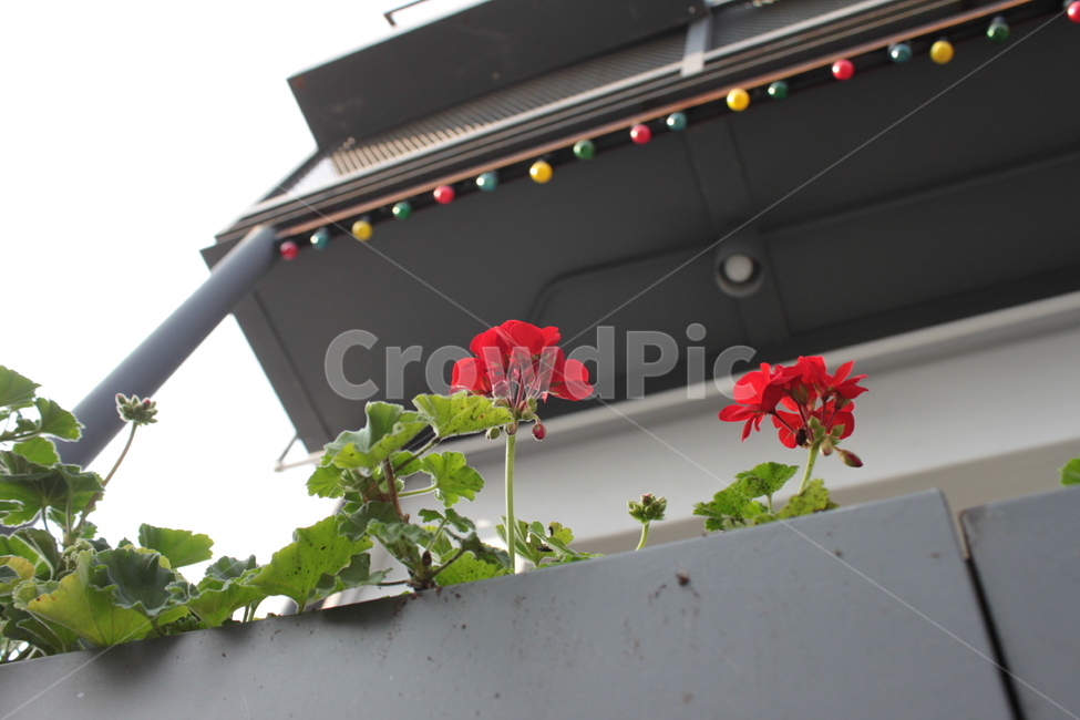 장미,꽃,담,야생화,야외,flower,wall,plant,red,redflower,빨간,배경,background,rose,interior