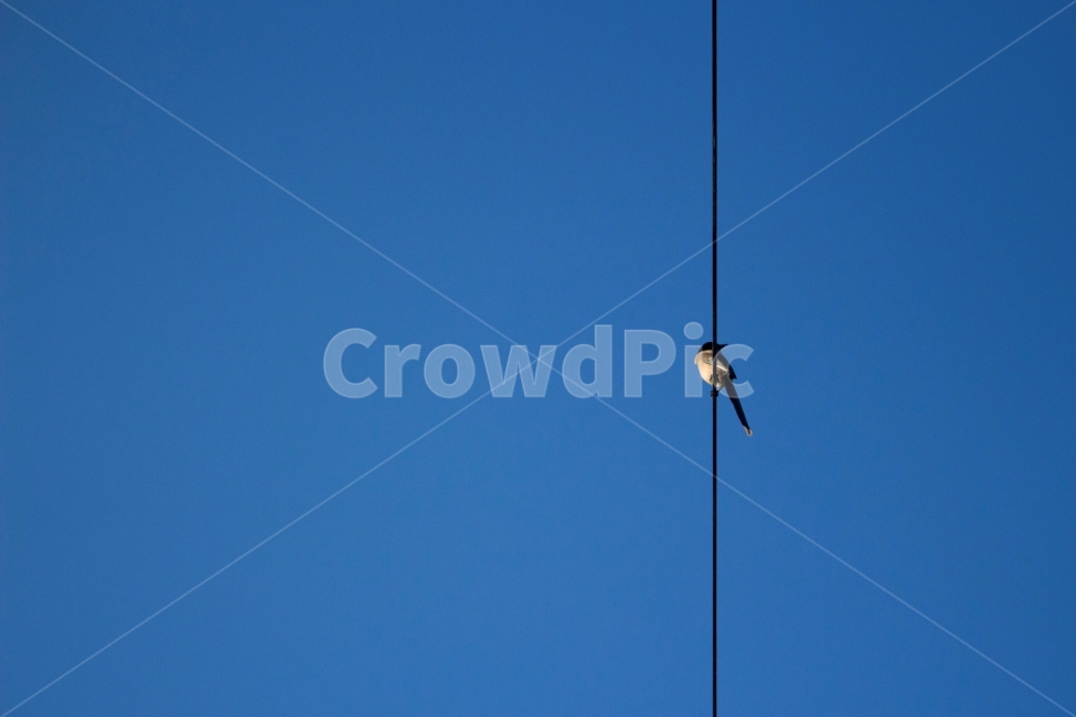 새,전깃줄,전깃줄위,하늘,푸른하늘,앉아있는새,bird,동물,animal,조류,새,birds