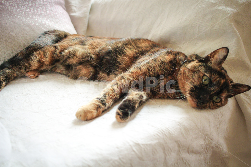 고양이,나른한,오후,낮잠,햇빛,해,동물,animal,포유류,mammal,고양이,cat,kitten,kitty