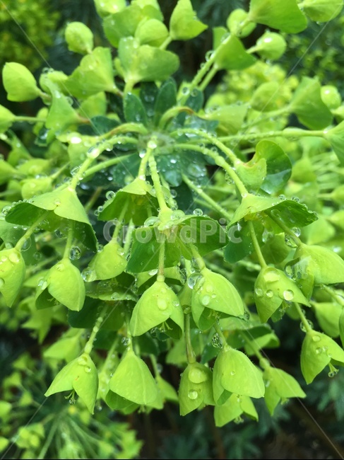 이슬,풀,식물,자연,nature,waterdrop,풀잎,물방울,빗방울,plant,leaf,잎,식물,자연,plants,nature