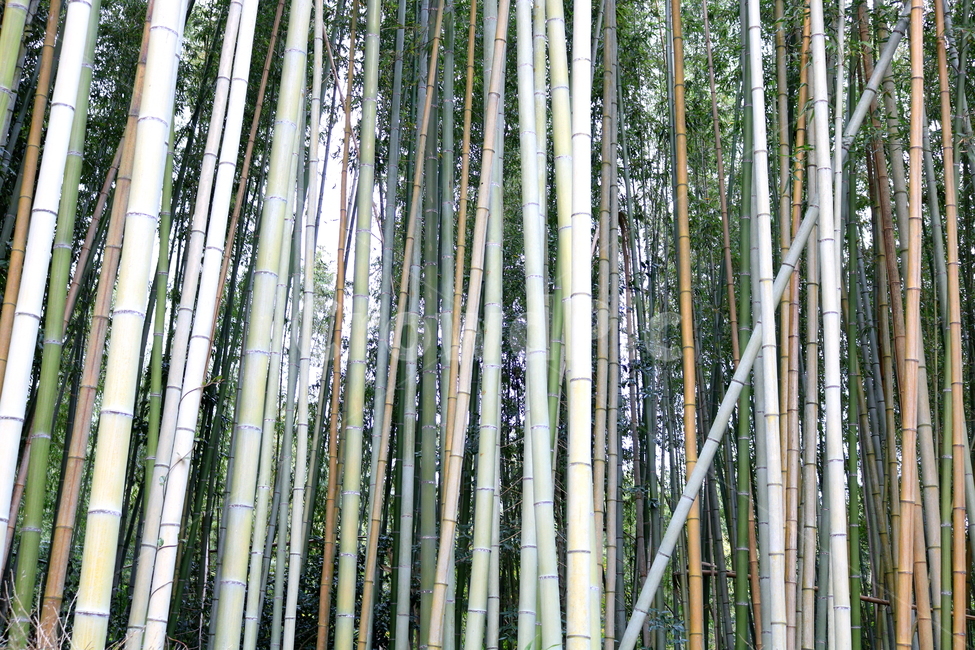 대나무,나무,식물,자연,벼과,풍경,단자엽식물,죽림,대나무숲,숲,나무,trees,wood