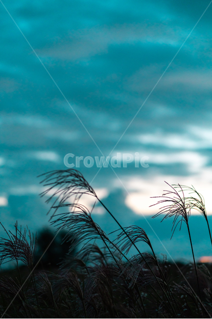 하늘공원,억새,풍경,자연,하늘,landscape,sky,자연,풍경,nature,landscape,실루엣,그림자,silhouette,shadow,plant,식물,grass,잔디,lawn