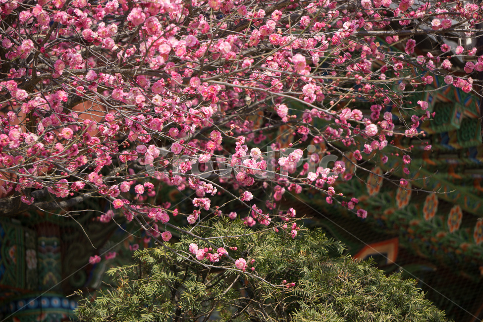 홈매화,봄날,봉은사,감성사진,스냅,봄,계절,springseason,식물,자연,plants,nature,꽃,flower,봄,계절,spring,season,한국전통,한국문화,korean traditional,korean culture,식물,자연,plants,nature,꽃,flower,plant,blossom
