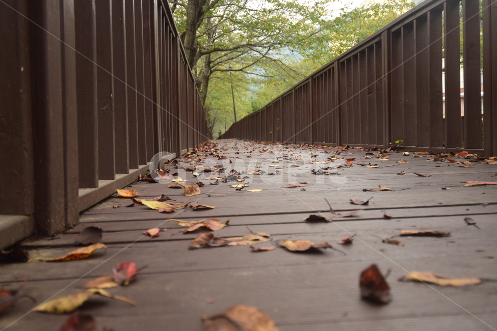 단풍,바닥,낙엽,나무,진해,산림욕,가을,계절,fall,autumn,season,plant,식물,leaf,잎
