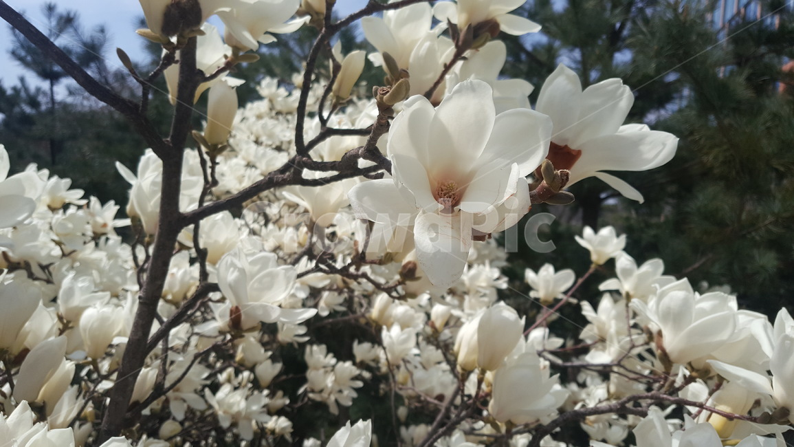목련,백목련,봄,꽃,flower