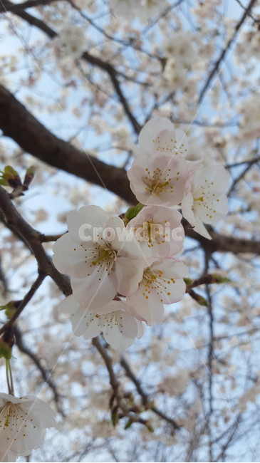 꽃,flower,근접,생화,야생화