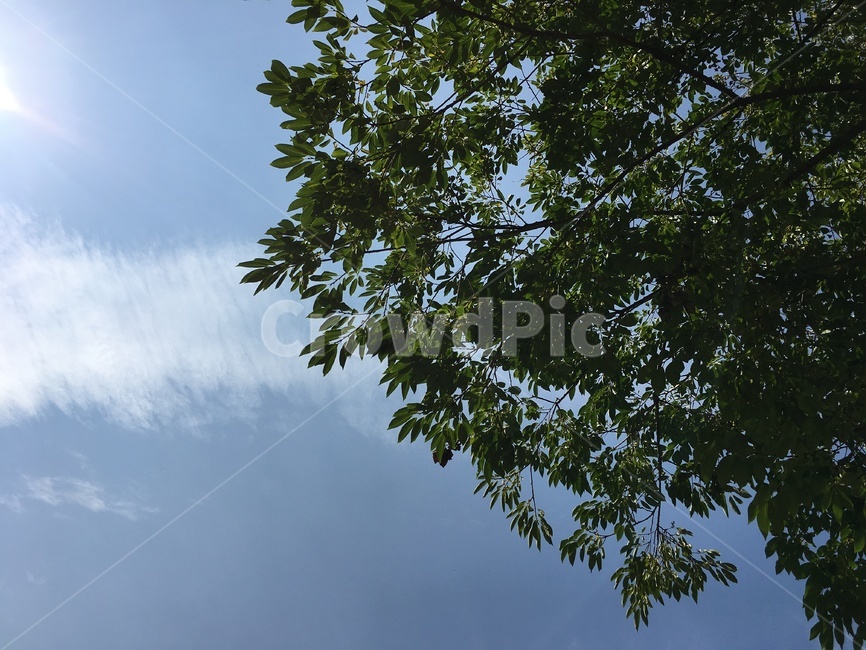 하늘,나무,plant,tree,나뭇잎,leaf,자연,바람,풍경,녹색,여름,식물,나무줄기,nature,숲