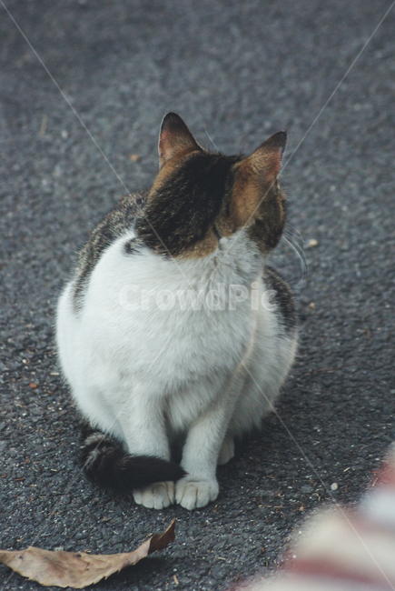 stray cat,cat,road name,streetcat,back,Street,animal,cat back view,cute