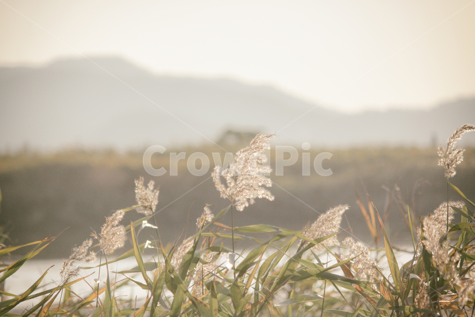 자연,풍경,갈대,갈대밭,식물,순천만,만,reed,plant,nature,landscape,가을,계절,fall,autumn,seasons,bay,suncheonbay,가을,계절,fall,autumn,season,식물,자연,plants,nature,감성,sensible,feeling,grass,잔디,lawn