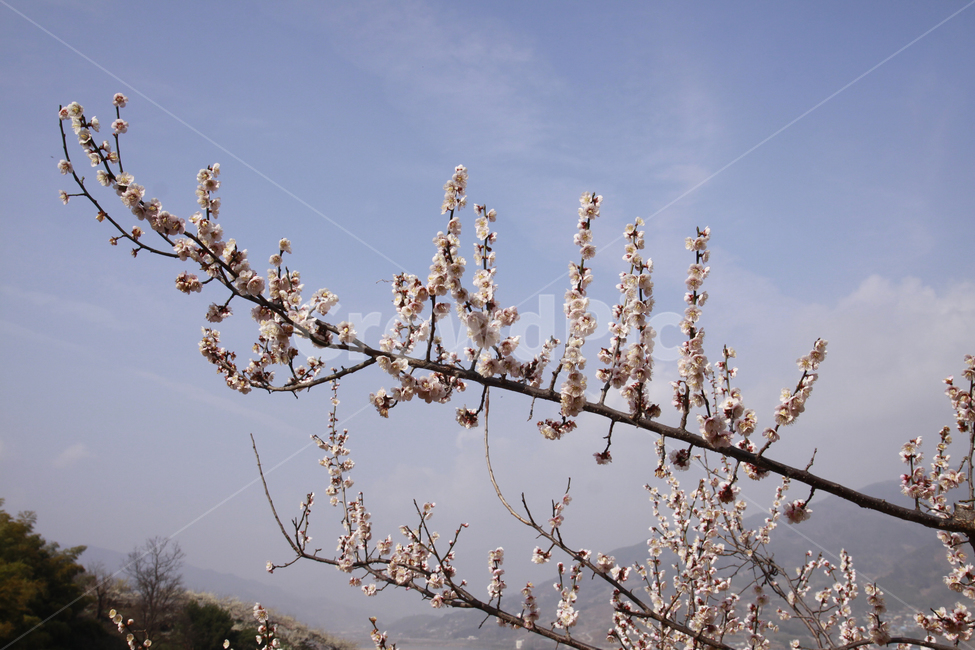 매화꽃,봄,봄꽃,풍경,자연,계절,꽃,spring,season,nature,flower,봄,계절,spring,season,식물,자연,plants,nature,꽃,flower,plant,blossom
