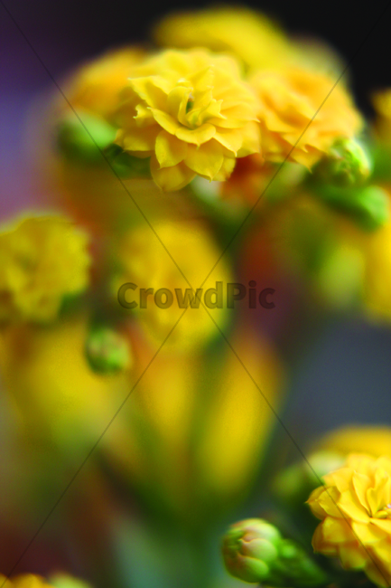 풀꽃,노랑꽃,노란색,plants,식물,blossom,flower,꽃,kalanchoe,칼랑코에,설렘,봄날,감성,감성사진,플라워,생물,계절,생명,자연,느낌,nature,spring,season,칼란디아