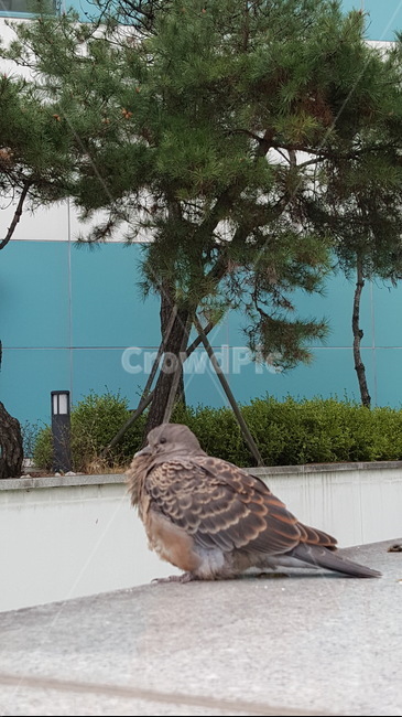 새,조류,소나무,자연,동물,역,동물,animal,조류,새,birds