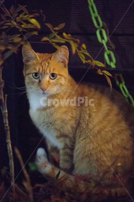 고양이,길고양이,동물,cat,pet,애완동물,포유류,동물,animal,포유류,mammal,고양이,cat,kitten,kitty
