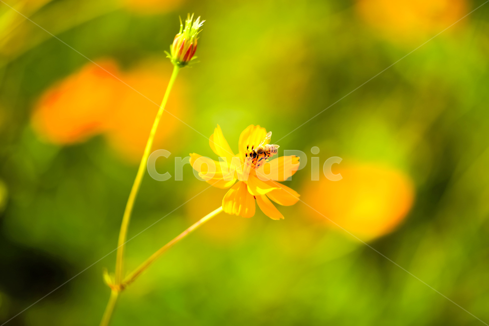 pollen,화분,plant,식물,가을,코스모스,황색,노란색,주황색,꽃
