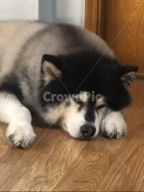 animal,개,dog,pet,동물,말라뮤트,대형견