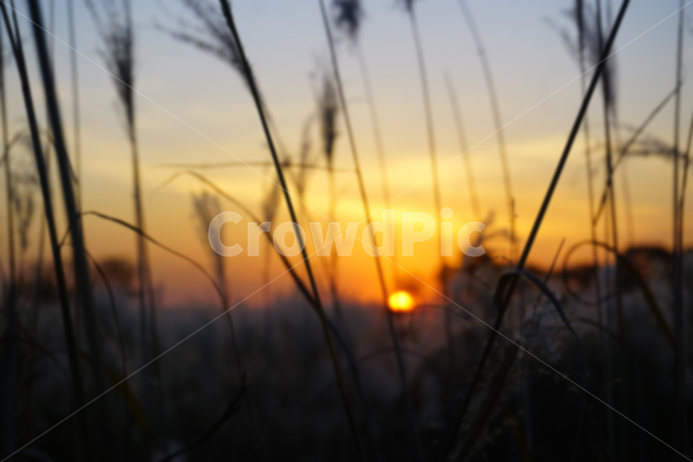 억새,노을,하늘,자연,풍경,갈대밭,억새밭,sky,nature,sunset,공원,park,자연,풍경,nature,landscape,outdoors,옥외,plant,식물,grass,잔디