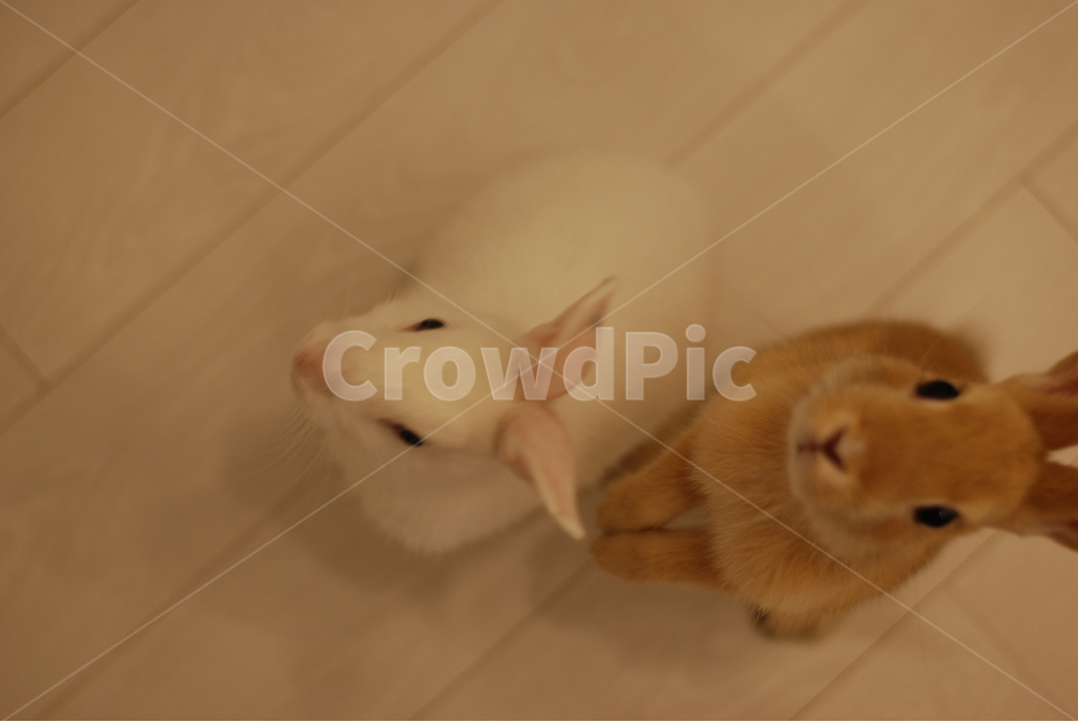 암수토끼,토끼커플,집토끼,올려다보는토끼,아기토끼,토끼들,동물,animal,포유류,mammal