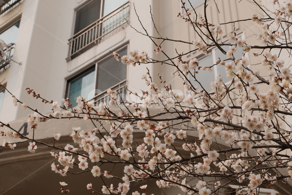 매화,봄,flower,따뜻함,벚꽃,봄,계절,spring,season,식물,자연,plants,nature,꽃,flower,plant,blossom,cherry blossom