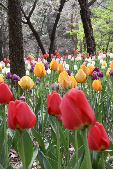 튤립,꽃,봄,계절,자연,공원,꽃밭,꽃길,색깔,tulips,flowers,spring,season,nature,field,park,colors,colorful,landscape,풍경,봄날,봄,계절,spring,season,식물,자연,plants,nature,꽃,flower,plant,blossom