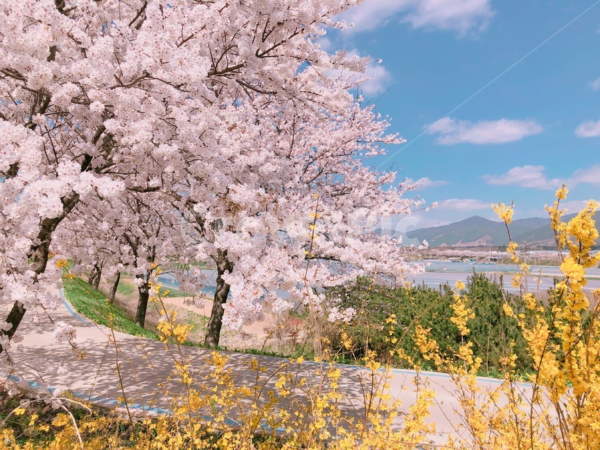 벚꽃,개나리,봄,blossom,꽃,flower,cherryblossoms
