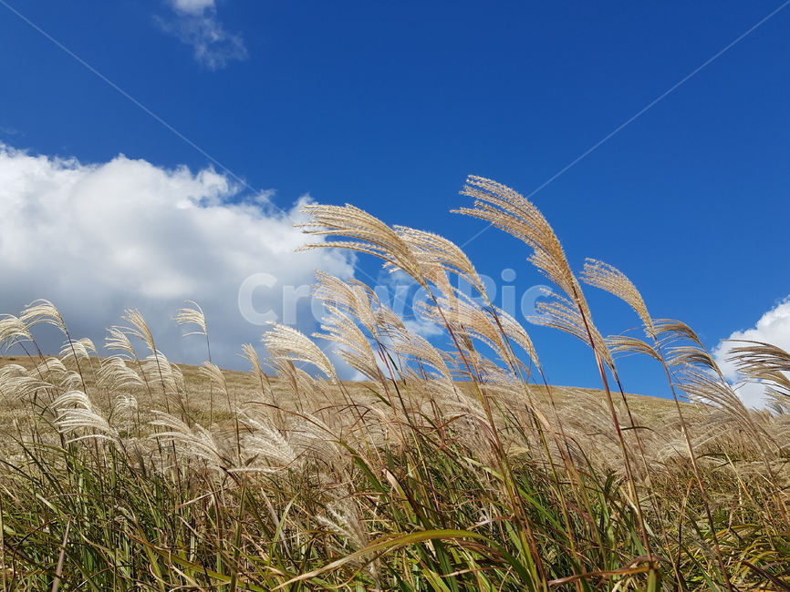 억새,억새밭,flamegrass,grass,새별오름,가을하늘,가을,계절,fall,autumn,season