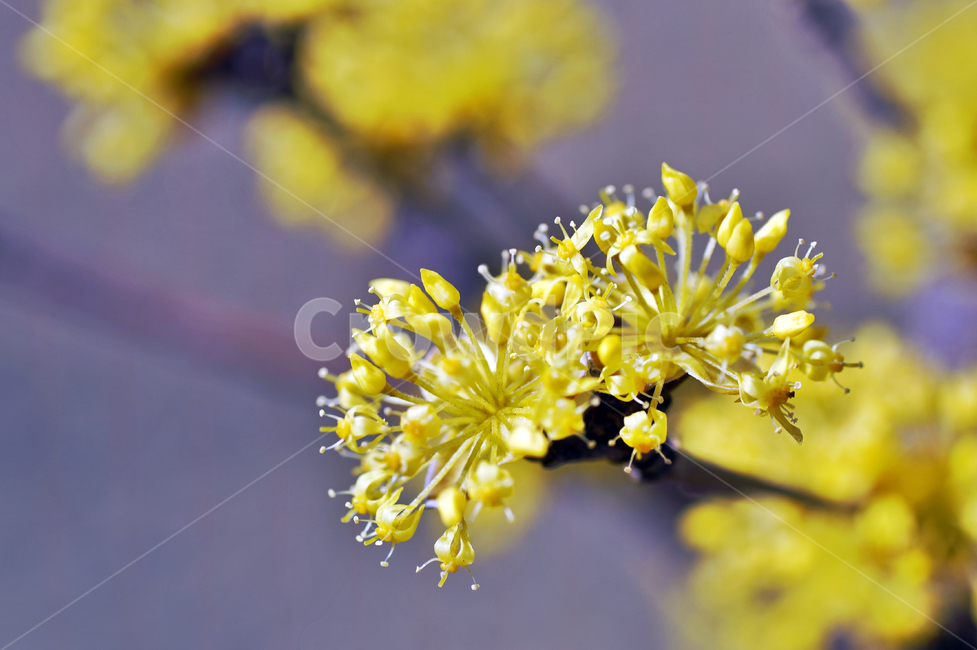 산수유,노란꽃,봄,계절,식물,꽃,식물,자연,plants,nature,꽃,flower