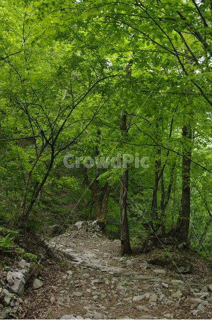 산,숲,길,나무,식물,돌,자연,풍경,nature,landscape,ground,바닥,dirt road,흙길,road,도로,gravel,자갈,tree,plant