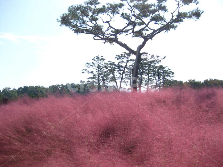 핑크,뮬리,꽃,grass,pink,muhly,flower,가을,소나무,나무,tree,pinetree