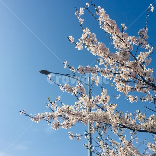 한강,여의도,벚꽃,벚꽃축제,봄,4월,파란하늘,spring,꽃