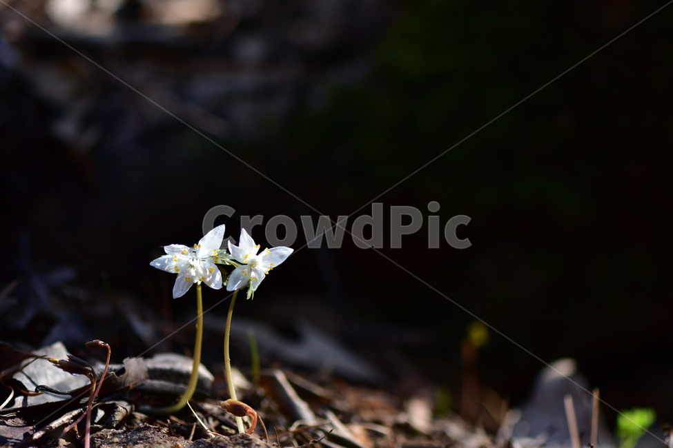 너도바람꽃,야생화,봄,꽃,풀꽃,자연,식물,식생,감성,힐링,plants,nature,spring,season,flower,emotion,feeling,흰색,초본,너도바람꽃속