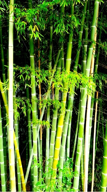 대나무,식물,여름,초록,초록색,청량,청량함,나무,tree,plant,식물,자연,plants,nature,나무,trees,wood