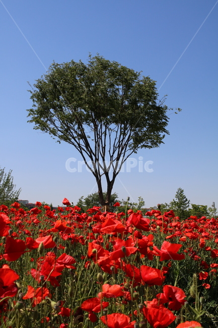 양귀비,나무,꽃,공원,red,자연,tree,park,식물,자연,plants,nature,꽃,flower