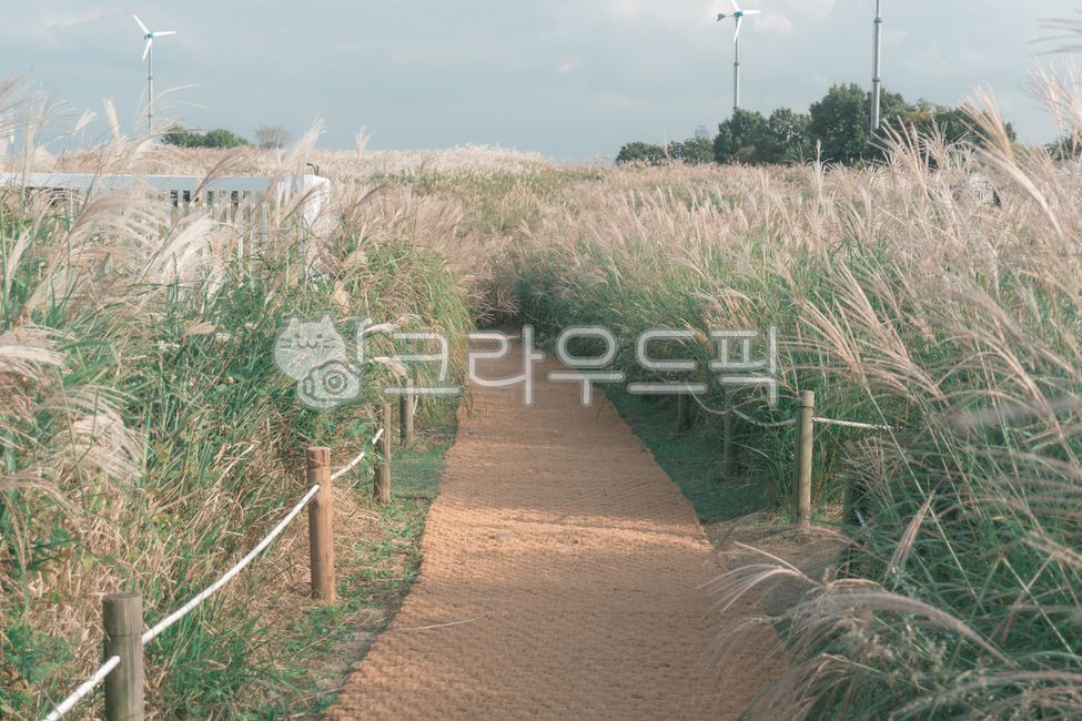갈대,reed,갈대길,하늘공원,가을,boardwalk,path,bridge