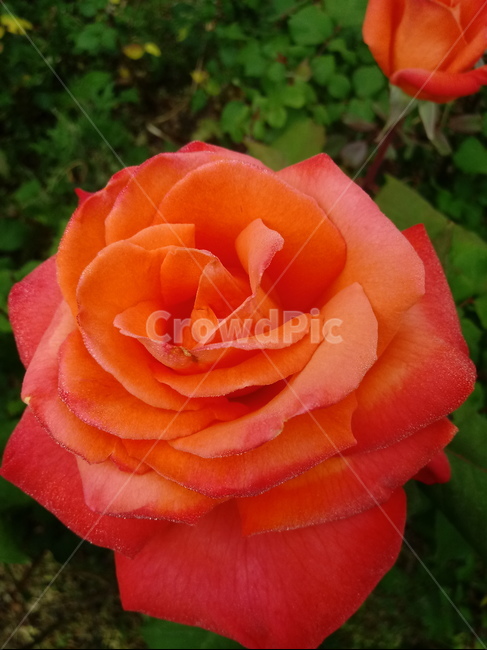 장미,장미꽃,플라워,식물,flower,로즈,붉은장미,rose