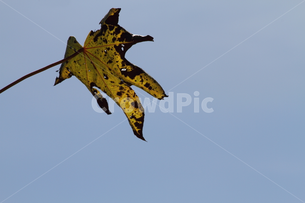 잎,한잎,단풍,엄나무잎,redleaves,가을,계절,fall,autumn,season,plant,식물,leaf,tree,나무