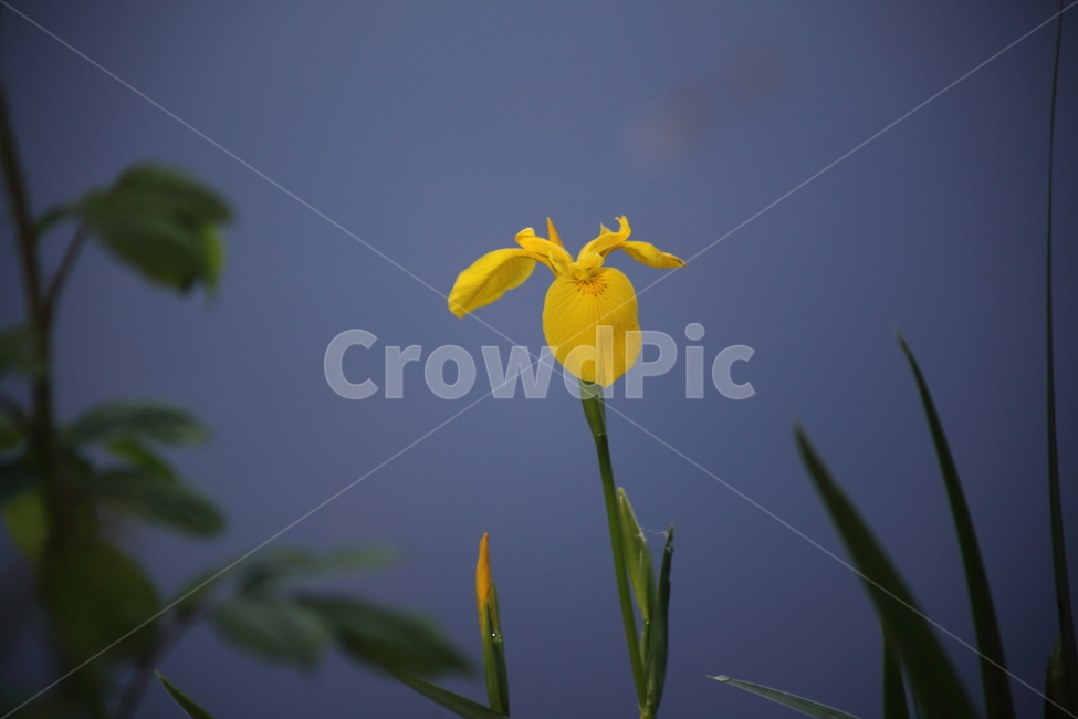노랑꽃창포,창포,황창포,봄,yellowflagiris