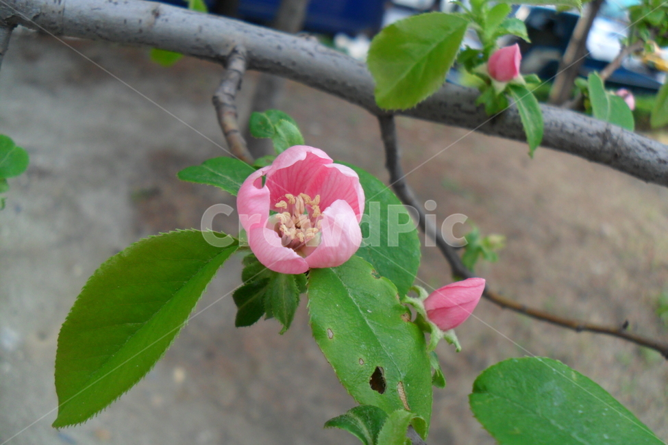 봄,모과나무,핑크,꽃,연두색,연두빛,분홍,식물,자연,plants,nature,꽃,flower