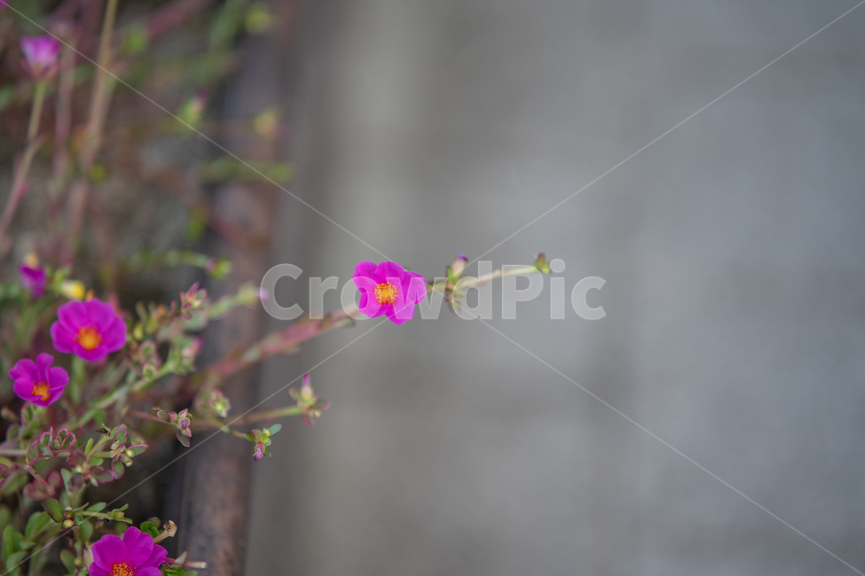 식물,plant,botanical,nature,자연,식물,자연,plants,nature,꽃,flower