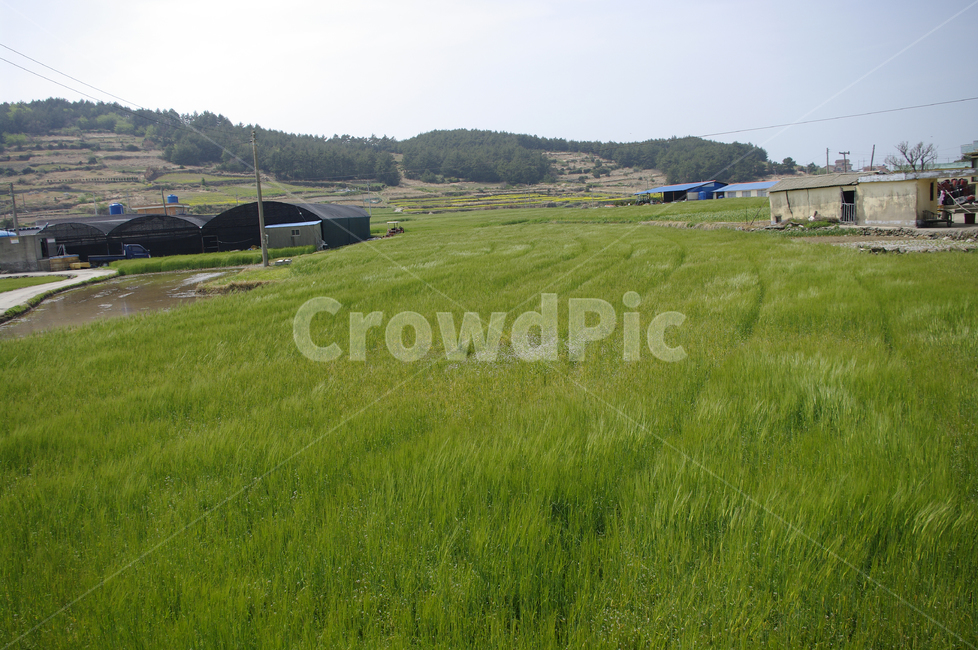 시골,농촌,밭,논,청보리,보리밭,식물,plant,봄,spring,시골,마을,풍경,landscape,country,rural,town