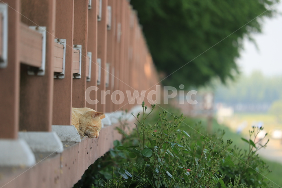 고양이,은행나무길,길고양이,평화,안정,다리,동물,animal,포유류,mammal,고양이,cat,kitten,kitty