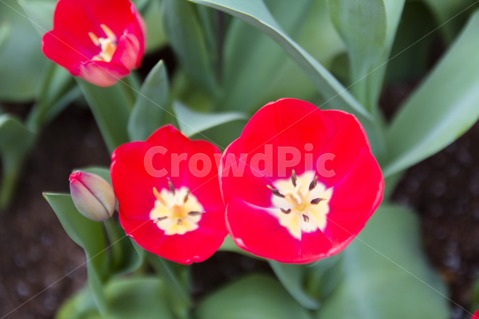 꽃사진,배경,빨간꽃,여름꽃,여름,식물,자연,plants,nature,꽃,flower