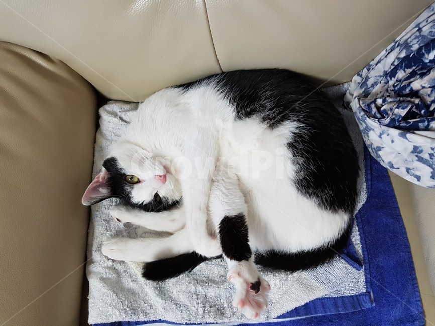 고양이,검정,흰색,검은색꼬리,핑크색코,발톱,동물,animal,포유류,mammal,고양이,cat,kitten,kitty