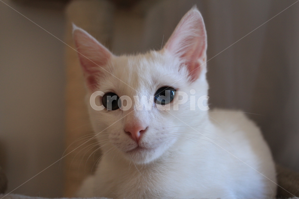 pet,애완동물,cat,고양이,mammal,animal,동물,터키쉬앙고라,흰색고양이,동물,animal,포유류,mammal,고양이,cat,kitten,kitty
