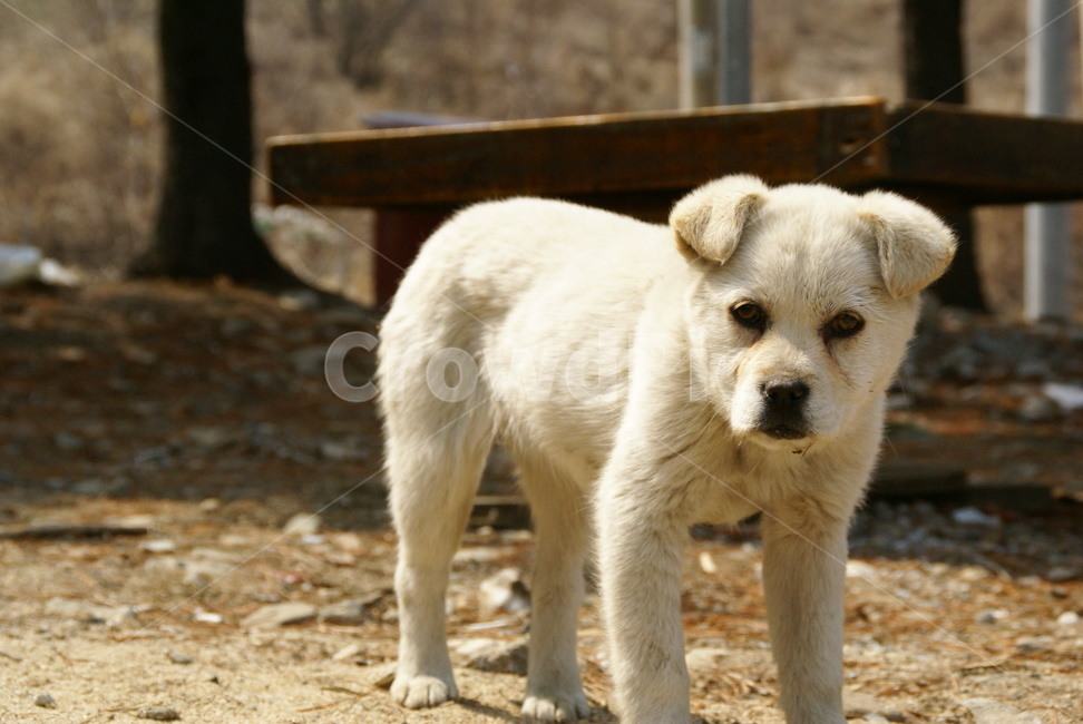 강아지,동물,개,백구,시골,눈빛,흰둥이,새끼개,동물,animal,포유류,mammal,개,강아지,dog,doggy