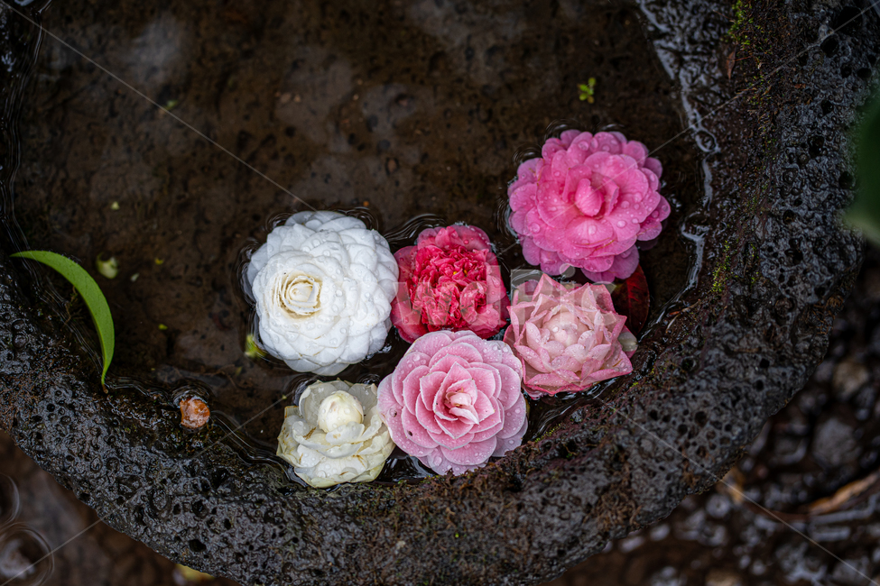 plant,식물,flower,꽃,물,돌,꽃들,배경