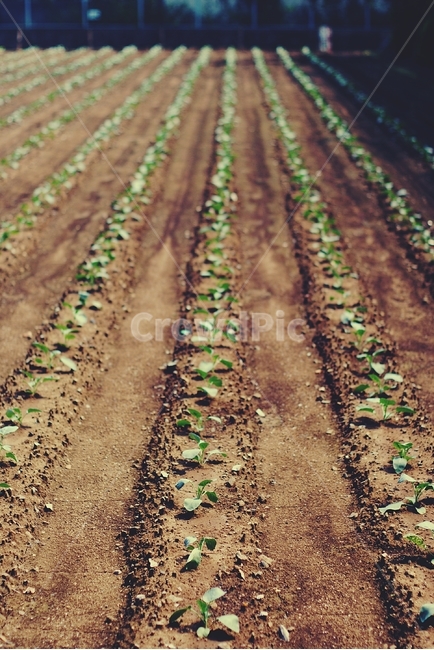 싹,묘종,봄,흙,밭,bud,field,soil,spring,줄,나란,line,규칙,패턴,pattern,기대,아이,꼬마,식물,자연,plants,nature,산업,industry,industrial,농업,농사,agriculture,farming,farming industry