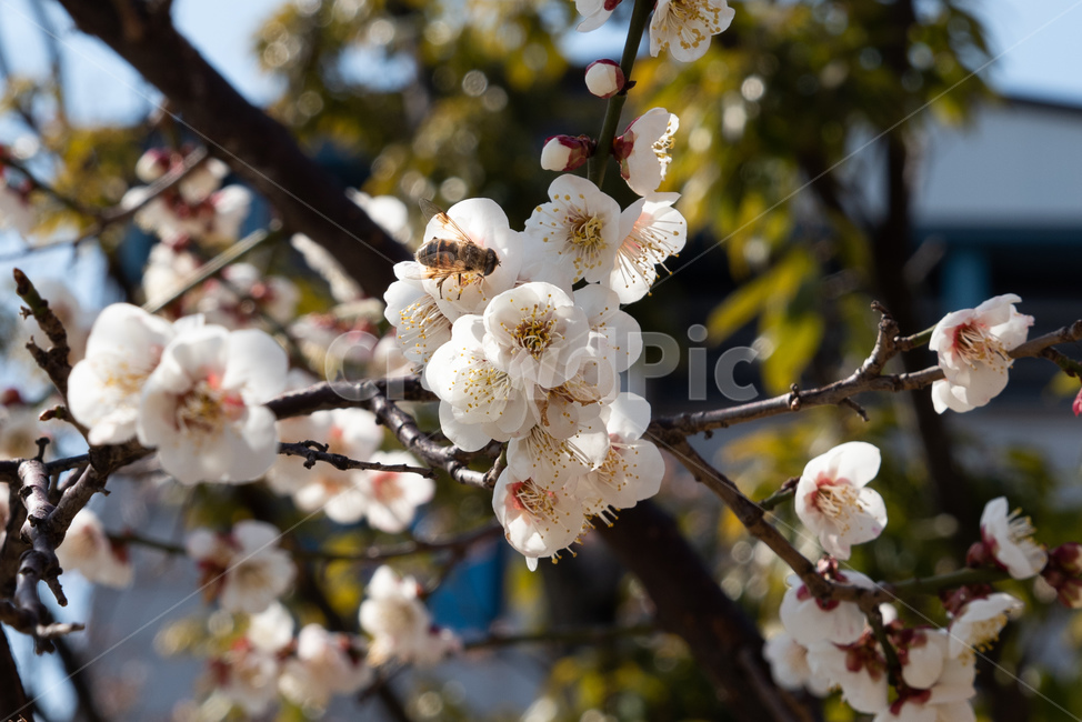 매화,매실나무,매화꽃,봄,봄꽃,꽃,flower,풍경,벌,bee,봄,계절,spring,season,식물,자연,plants,nature,꽃,flower,plant,blossom,cherry blossom,벚꽃