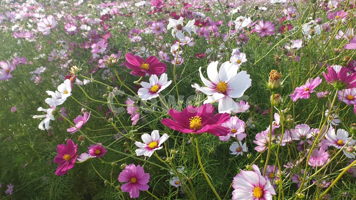 꽃,코스모스,가을,flower,가을꽃밭,가을,계절,fall,autumn,season,식물,자연,plants,nature,꽃,flower,plant