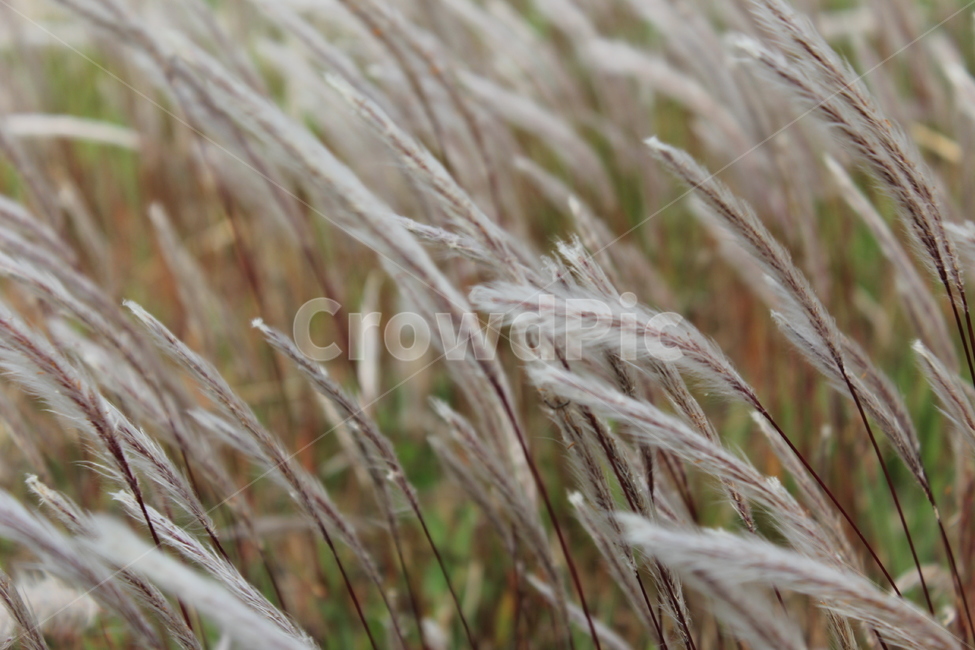 삘기꽃,바람,풍경,제주,자연,제주도,풍경사진,흰꽃,식물,자연,plants,nature